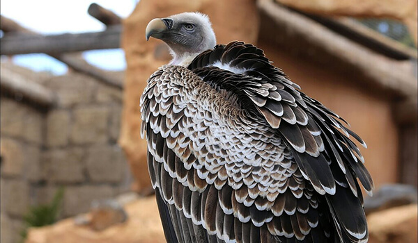 Foto: pássaro abutre africano