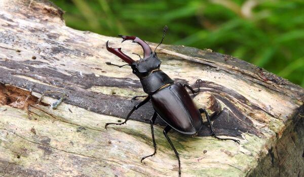 Foto: Stag beetle
