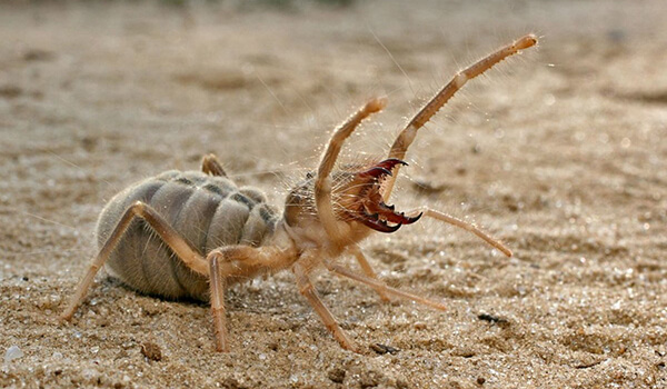 Photo: What a camel spider looks like