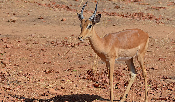 Foto: Impala i Afrika