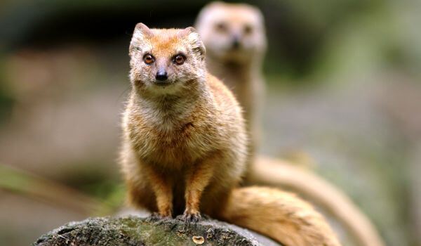 Photo: Mongoose Dier