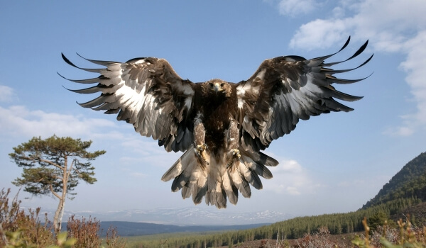 Photo: Golden Eagle in flight