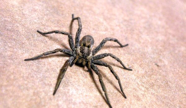 Photo: Brown Recluse Spider in Turkey