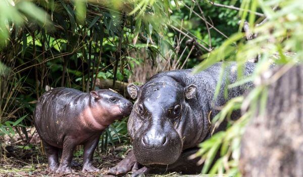 Photo: Pygmy hippopotamus in Africa