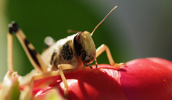 Photo : Locust