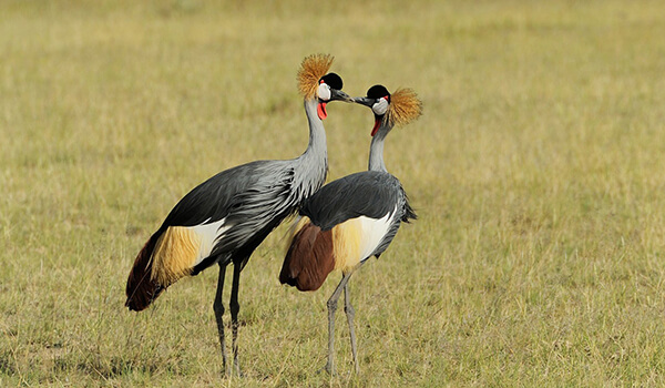 Photo: Crowned Crane from the Red Book
