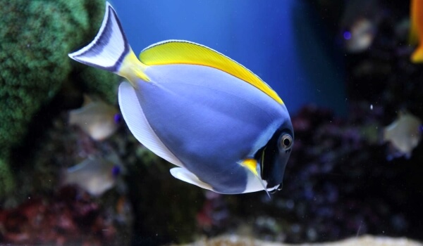 Photo: Surgeon fish
