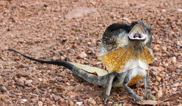 Photo: Frilled Lizard Animal