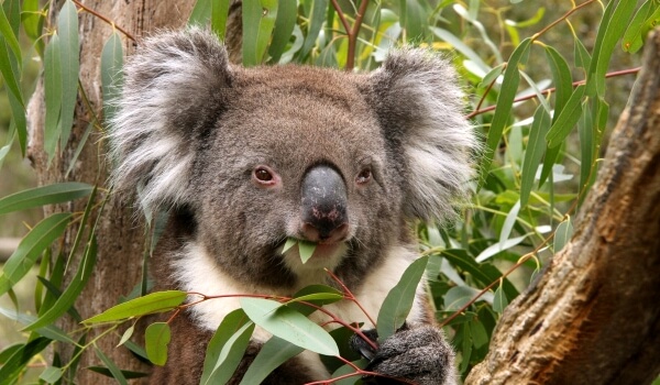 Photo: Animals of Australia Koala
