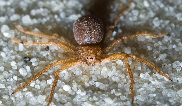 Foto: Šestioký písečný pavouk v Africe