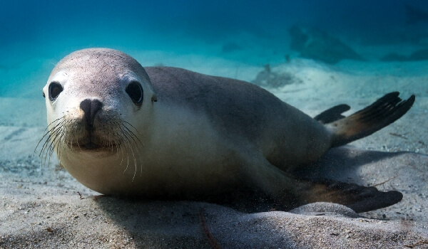 Photo: Eared Seal
