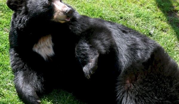 Vitbröstbjörnpopulation
