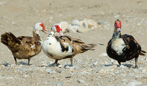 Foto: Como eles parecem patos almiscarados