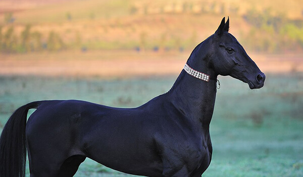 Photo: Akhal-Teke horse breed