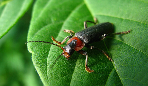 Photo: A aparência de um inseto