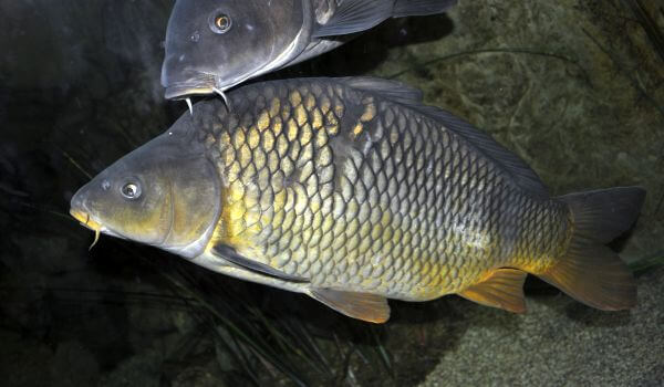 Photo: Freshwater carp fish
