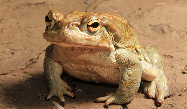 Photo: Poison toad aga