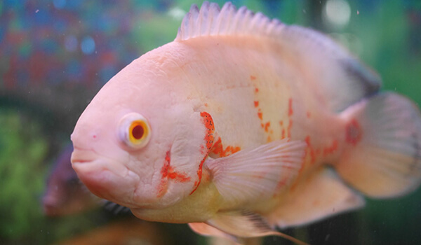  Foto: Ocellated Astronotus