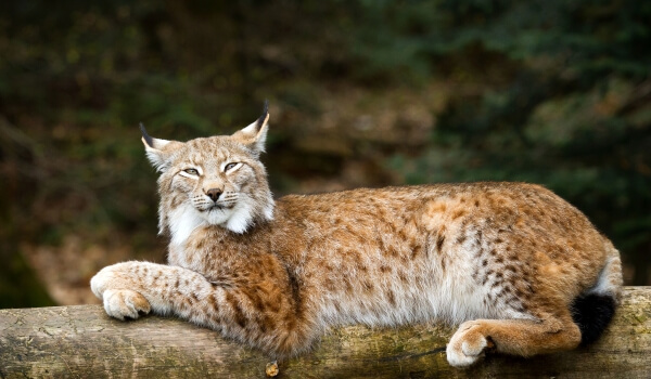 Photo : Lynx in het bos