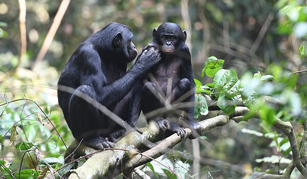 Foto: Chimpancé Bonobo