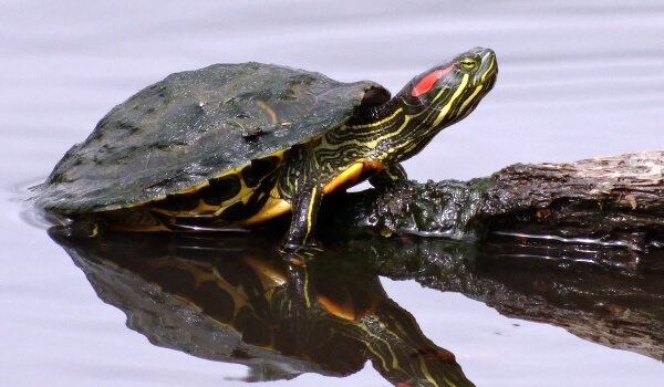 Foto: Rödörad sköldpadda