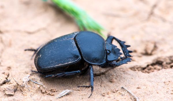 Photo: What a scarab beetle looks like