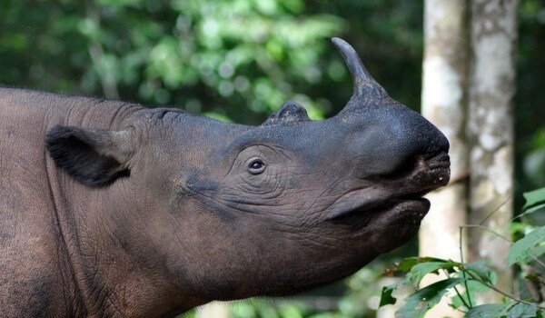 Photo: Red Book Sumatran Rhino