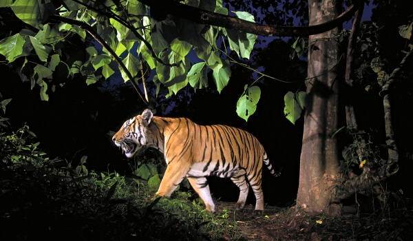 Foto: animal tigre malayo