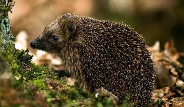 Photo: Daurian hedgehog in Russia