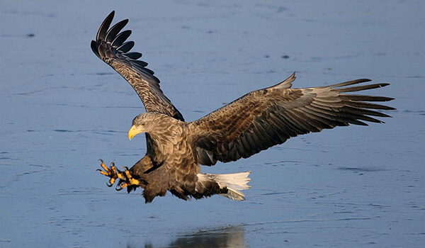 Photo: White-tailed eagle bird of prey