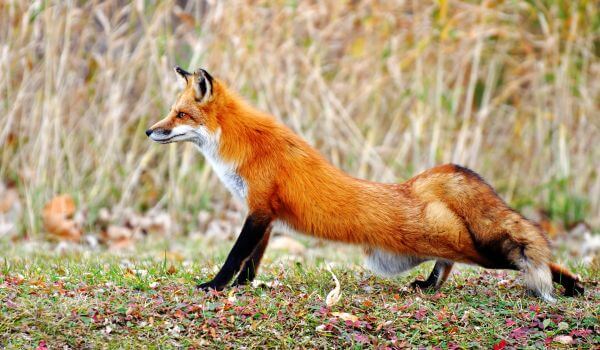 Foto: Common fox