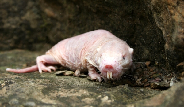 Foto: Escavadeira de roedor nu