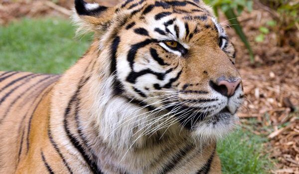 Photo: Bali Tiger