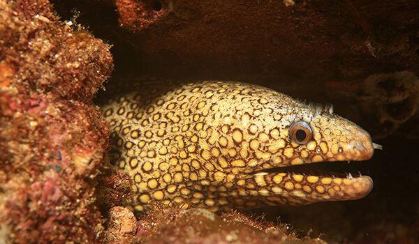 Photo: What a moray eel looks like