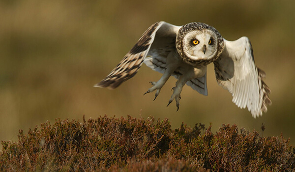 Photo: Short-eared Owling in Flight