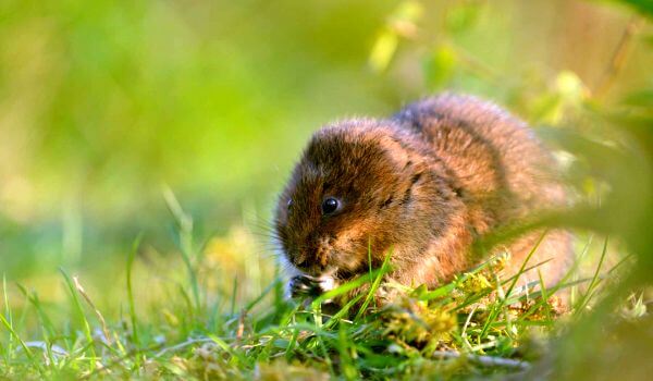 Photo: What a water vole looks like