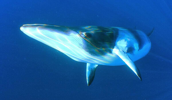 Foto: Baleia-comum do Livro Vermelho