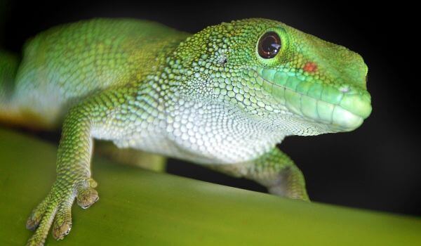 Photo: Gecko Lizard