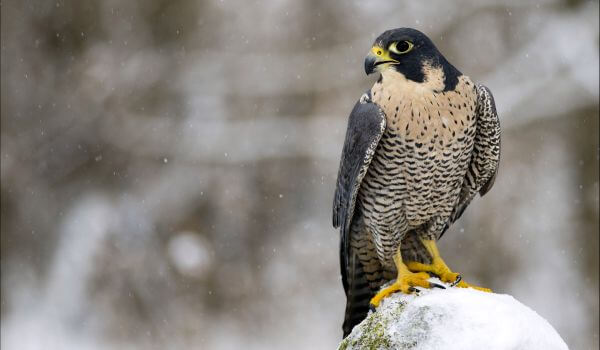 Photo: Peregrine Falcon from of the Red Book