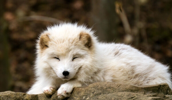 Photo: Arctic Fox Red Book