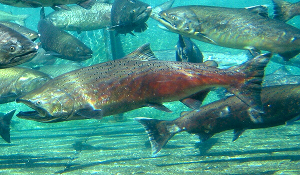 Photo: Chinook salmon in Kamchatka