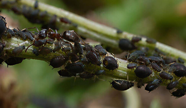 Photo: Aphids on leaves