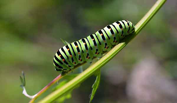 Swallowtail Butterfly Caterpillar