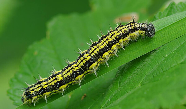 Foto: Caterpillar in natureza