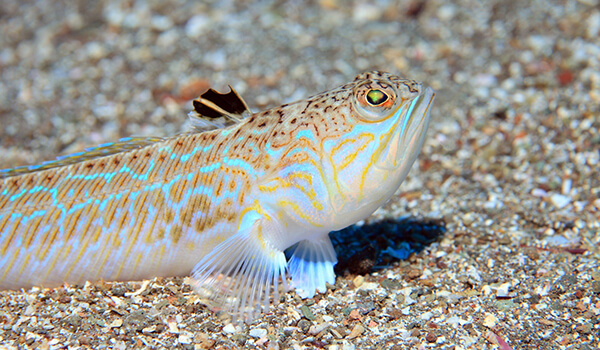 Photo: Sea dragon fish