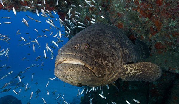 Photo: Grouper fish