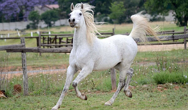 Foto: cavalo árabe