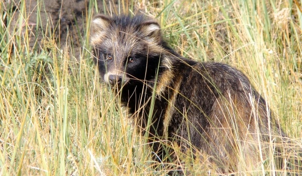 Photo: Animal raccoon dog