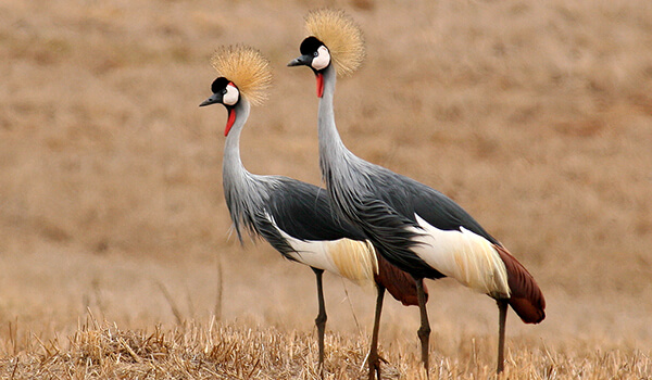Photo: Crowned Cranes