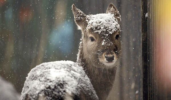 Photo: Baby Deer of David